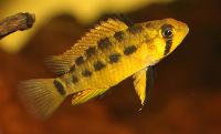 <i>Apistogramma paulmuelleri</i>