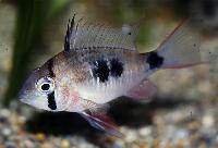 <i<Mikrogeophagus</i> sp. 'doublespot'