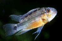 <i>Apistogramma atahualpa</i>