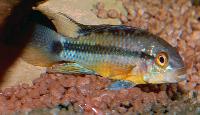 <i>Apistogramma atahualpa</i>