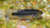 <i>Apistogramma atahualpa</i>