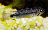 <i>Apistogramma atahualpa</i>