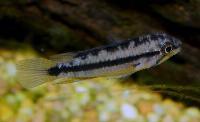 <i>Apistogramma atahualpa</i>