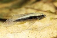 <i>Apistogramma elizabethae</i>, Vildfångad