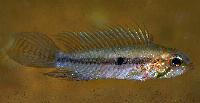 <i>Apistogramma gibbiceps</i>