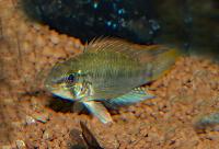 <i>Apistogramma gossei</i>