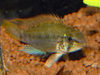 <i>Apistogramma gossei</i>