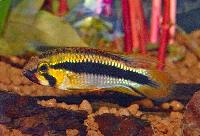 A227, A228, Wilhelmis/abacaxis/Gosses apisto