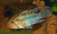 <i>Apistogramma norberti</i>