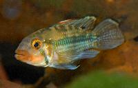 <i>Apistogramma norberti</i>