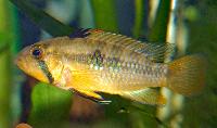 <i>Apistogramma norberti</i>