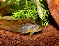 <i>Apistogramma norberti</i>