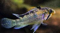 <i>Apistogramma norberti</i>