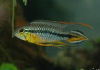 <i>Apistogramma agassizii</i> "alenquer"