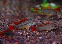 <I>Apistogramma cacatuoides</i> 