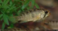 <i>Apistogramma rositae</i>