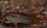 <i>Apistogramma</i> sp. 