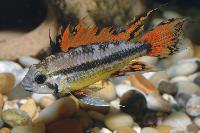 <i>Apistogramma cacatuoides</i>