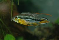 Alenquers apistogramma