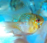 <i>Mikrogeophagus ramirezi</i>