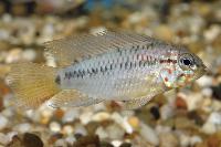 <i>Apistogramma macmasteri</i>