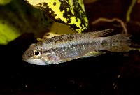 <i>Apistogramma ortmanni</i>