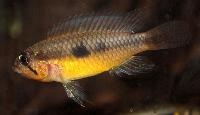 <i>Apistogramma iniridae</i>