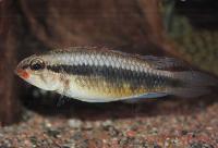 <i>Apistogramma iniridae</i>