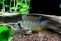 <i>Apistogramma</i> sp. 'breitbinden'