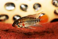 <i>Apistogramma</i> sp. 'Rio Nanay'