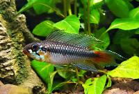 <i>Apistogramma uaupesi</i>