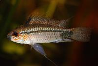 <i>Apistogramma eremnopyge</i>