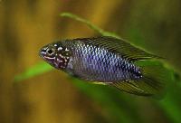 <i>Apistogramma borellii</i>