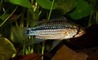 <i>Apistogramma rubrolineata</i>