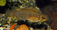 <i>Apistogramma rubrolineata</i>