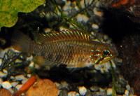 <i>Apistogramma rubrolineata</i>