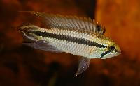 <i>Apistogramma</i> sp. '2 Rio Jari Purus'