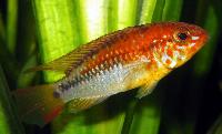 <i>Apistogramma hongsloi</i>