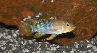 <i>Apistogramma baenschi</i>