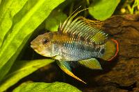 <i>Apistogramma baenschi</i>