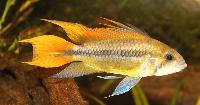 <i>Apistogramma cacatuoides</i>