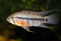 <i>Apistogramma acrensis</i>