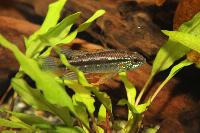 <i>Apistogramma bitaeniata</i>