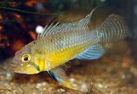 <i>Apistogramma cacatuoides</i>