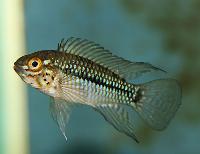 <i>Apistogramma caetei</i>