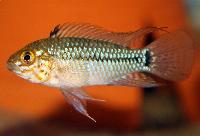 <i>Apistogramma caetei</i>