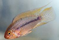 <i>Apistogramma piauiensis</i>