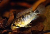 <i>Apistogramma rupununi</i>