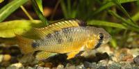 <i>Apistogramma ortegai</i>