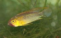 <i>Apistogramma</i> sp. 'wilhelmi', ('abacaxis')